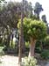 rodos 009